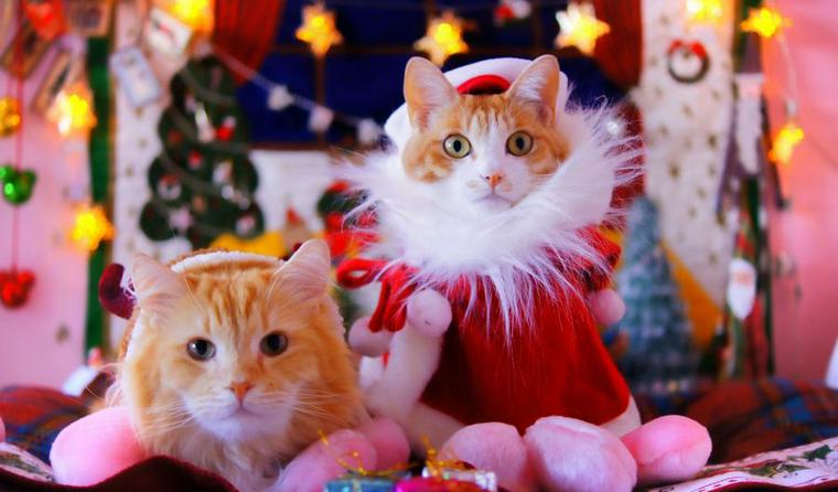 【2018年版】愛猫とのクリスマスはツリーに注意!? おすすめの猫用ケーキやプレゼントも紹介
