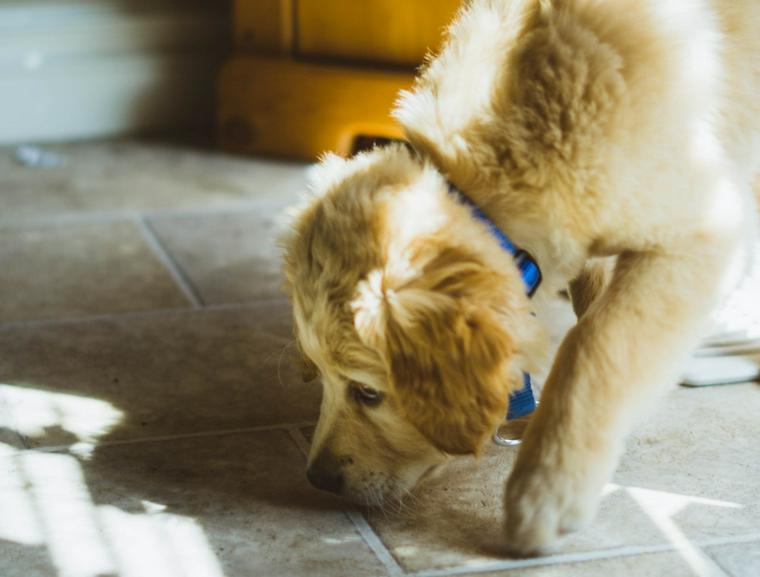 犬が粗相をするのはわざとなの? ストレスサインとトイレのしつけを確認しよう