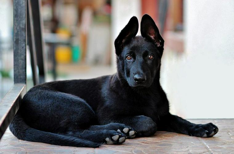 10月1日はNational Black Dog Day（黒犬の日）！黒い犬たちに家族を見つけるためのアメリカの日