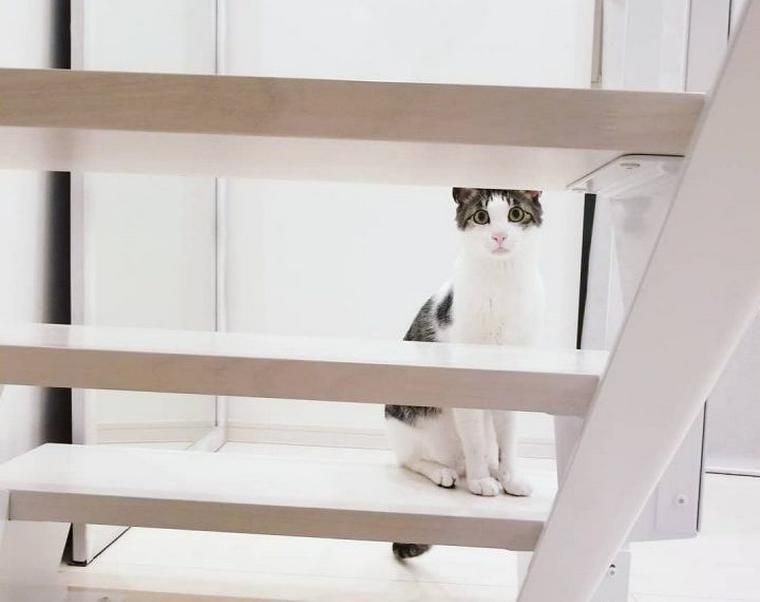 【猫との暮らし】小さなスペースも猫たちの遊び場　階段が大好きな猫たちのいる風景