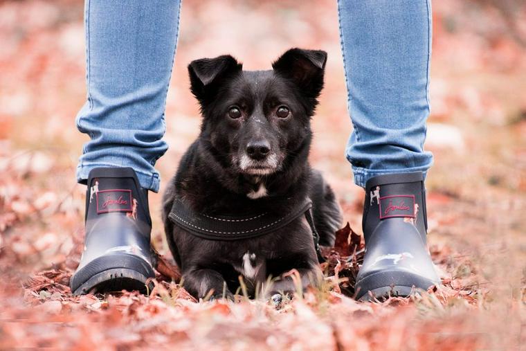 犬がついてくるのはなぜ? 飼い主さんを追いかける心理や理由を解説