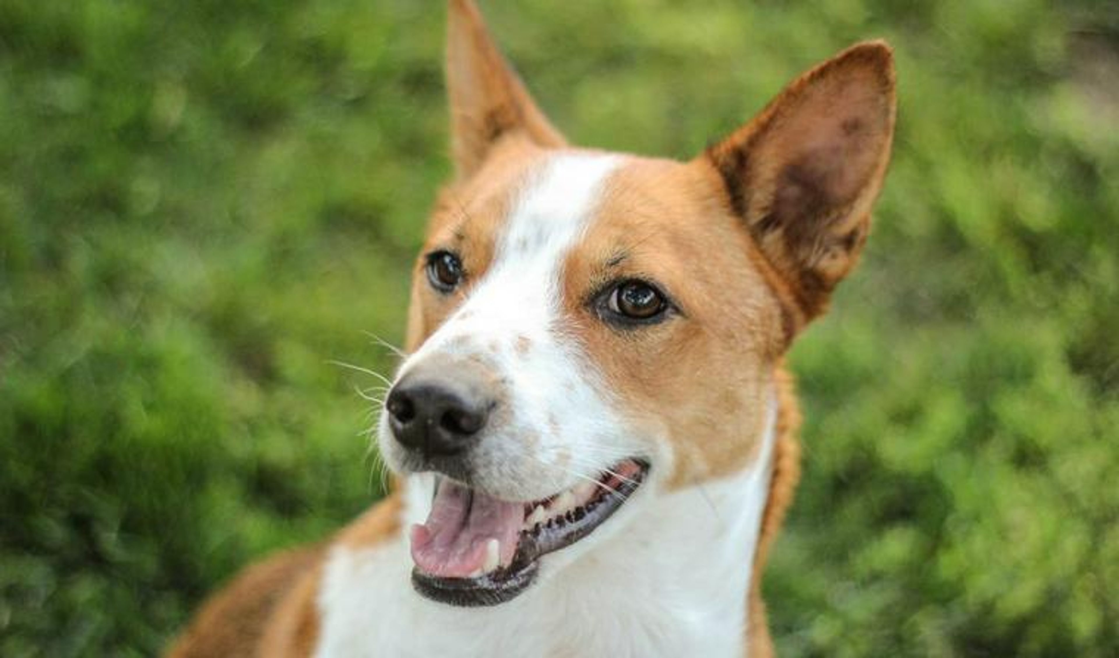 【トレーナー・獣医師監修】バセンジーってどんな犬？性格・特徴・育て方・迎え方