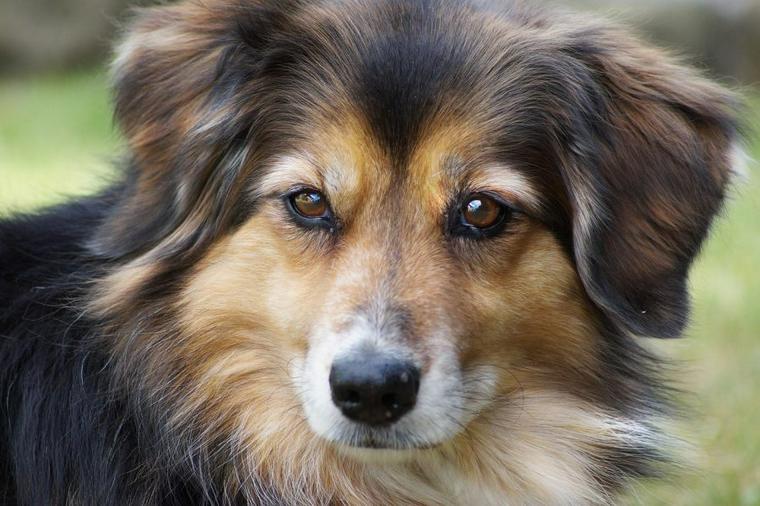 犬が臭いと感じたら病気やストレスの可能性も においの原因を知って適切な対策を ペトこと