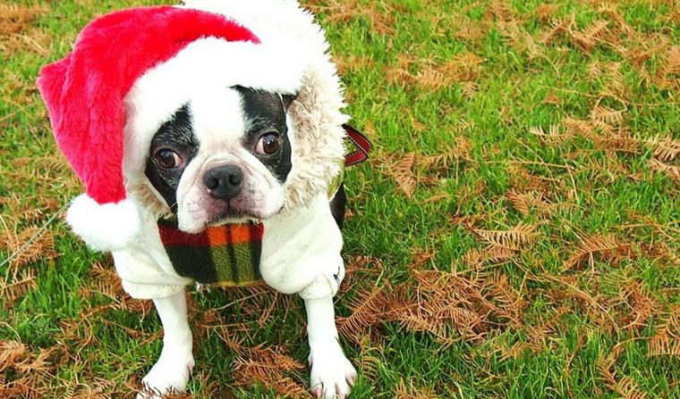【2018年版】愛犬とのクリスマス! 犬用ケーキやプレゼントで思い出に残る記念日を