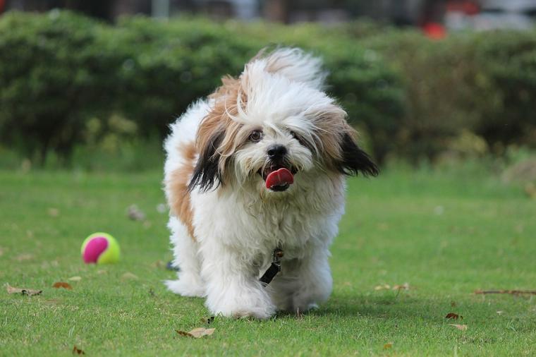 ラサアプソの飼い方 シーズーの祖先 特徴やしつけ方を解説 ペトこと