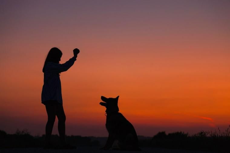 愛犬とボール遊びをしよう 遊び方や持ってこいの教え方などをトレーナーが解説 ペトコト