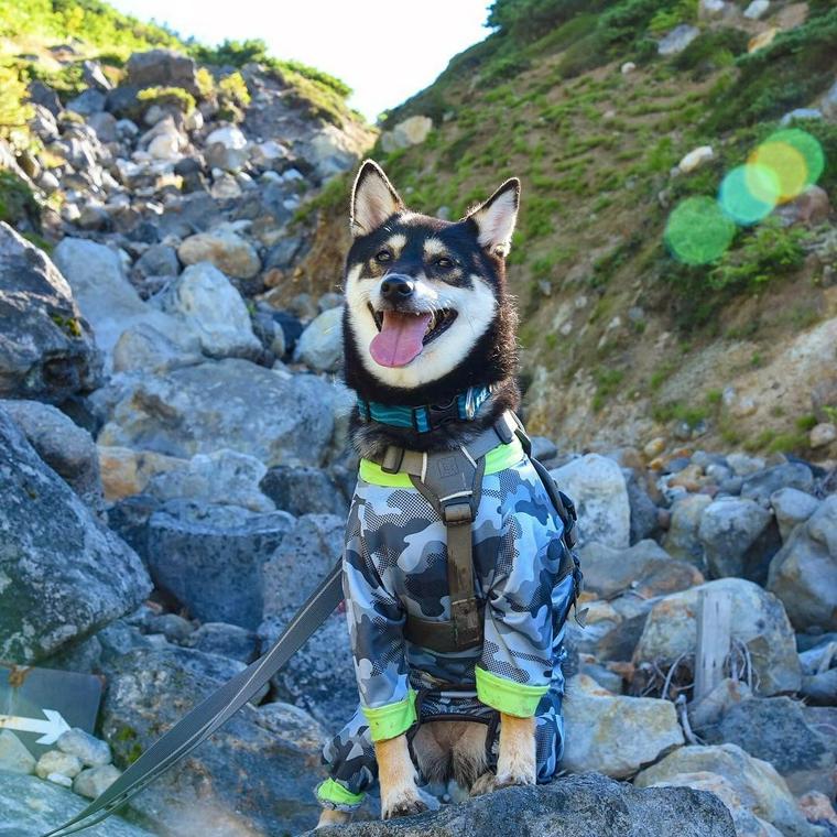 八甲田山の景色と犬