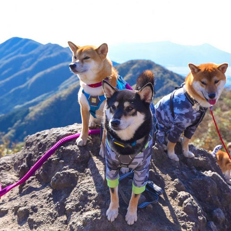 金時山の山頂に立つ犬