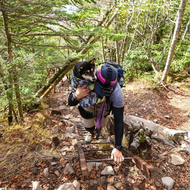 八ヶ岳の登山道を歩く犬