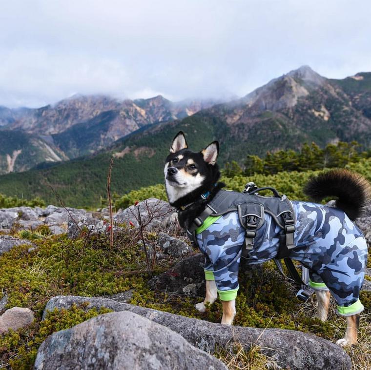 八ヶ岳を愛犬と登る様子