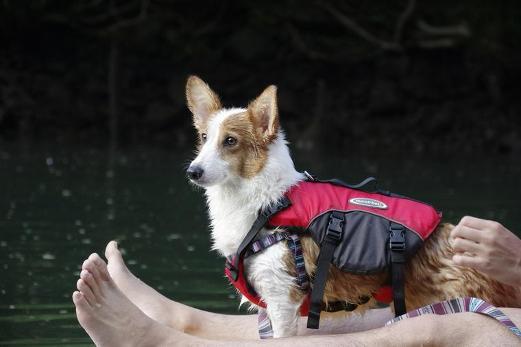 SUPのボードの上に立つ犬