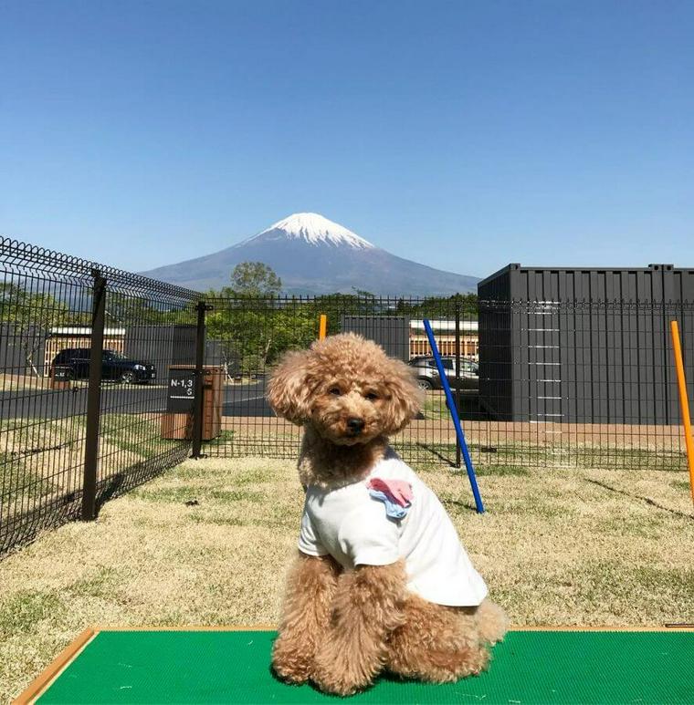 東海エリア 犬と行けるキャンプ場おすすめ14選 ドッグラン付きやペット可コテージも紹介 ペトコト