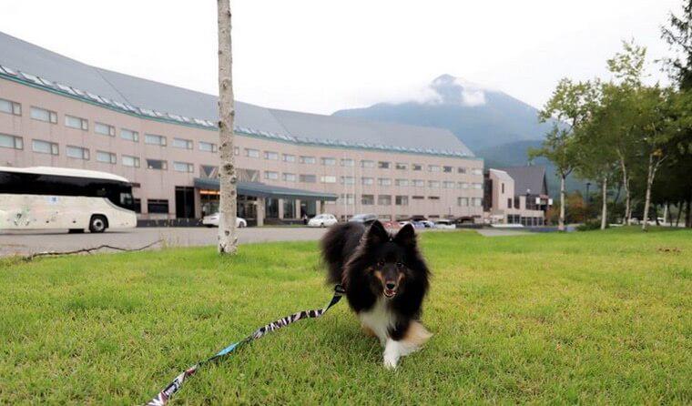 愛犬と泊まる 星野リゾート 磐梯山温泉ホテル ペットと宿泊体験レポートvol 2 ペトこと