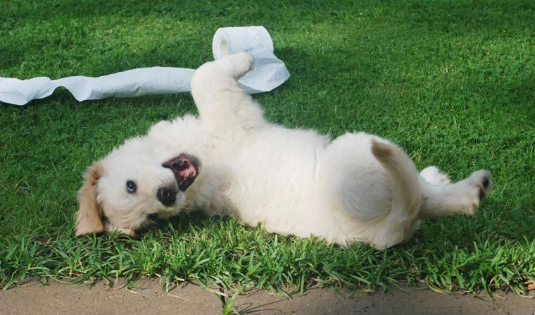 犬がティッシュを食べてしまったら その危険性と対策