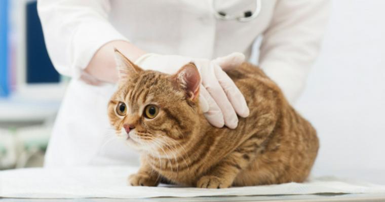 猫のレントゲン検査で何がわかる？　獣医画像診断医が撮り方や安全性を解説