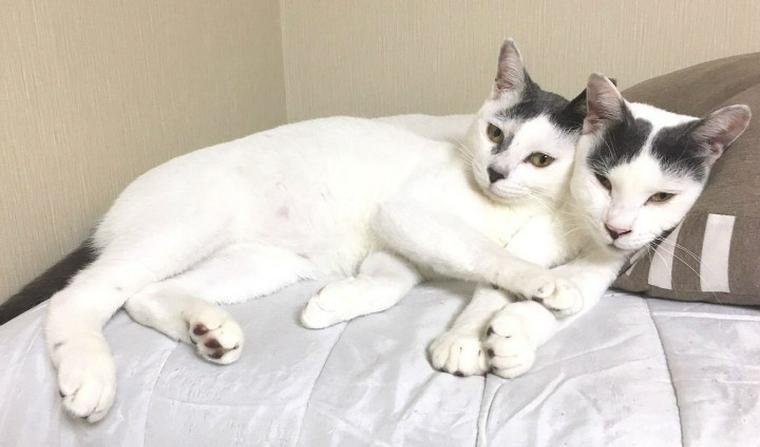 グリとグラ