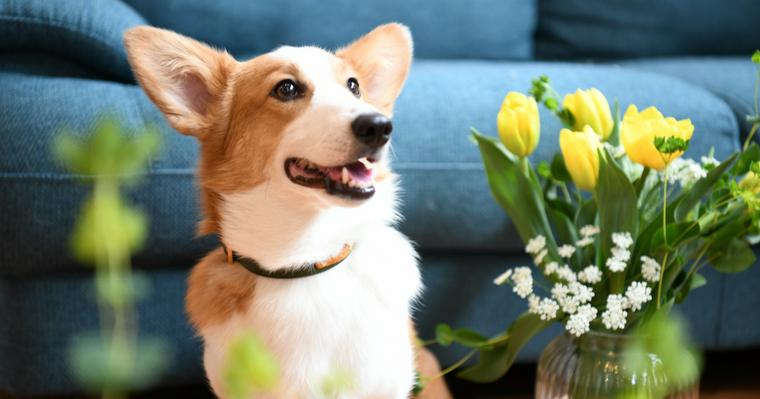 室内撮影をレベルアップ いつもの愛犬 にお花を添えて 後編 犬の写真の撮り方 ペトコト