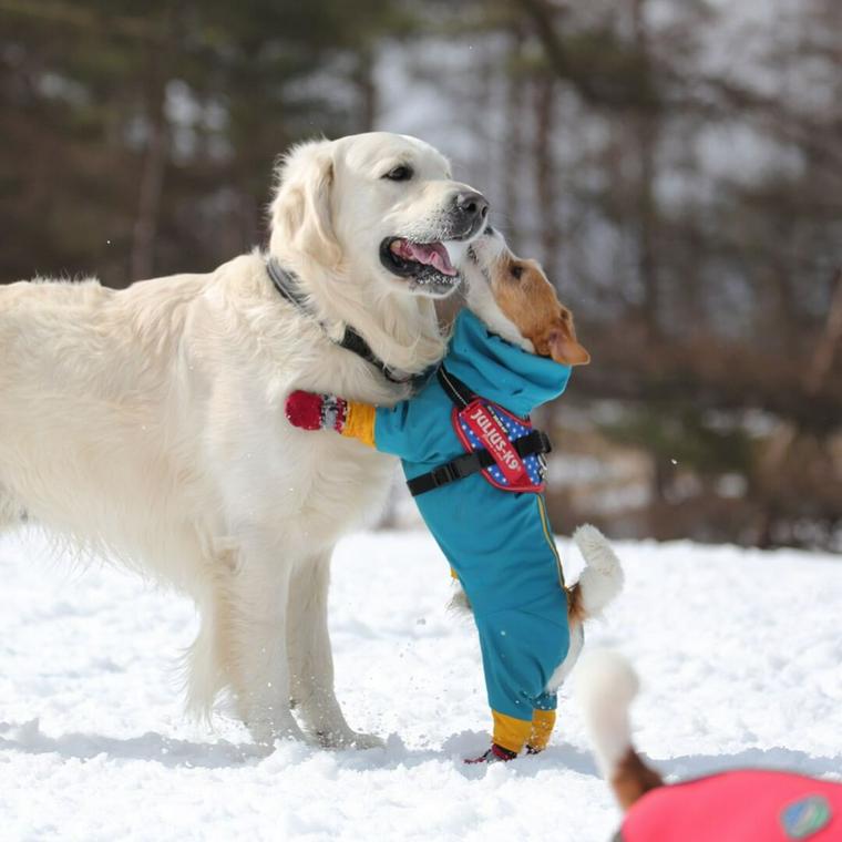 犬と雪遊び