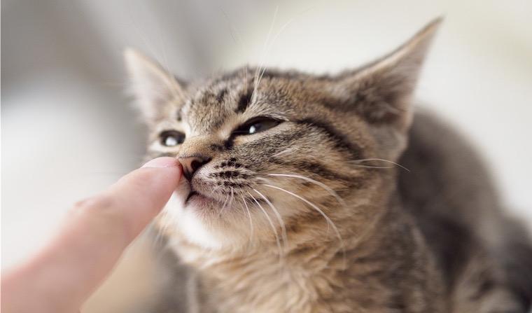 猫の鼻水は重大な病気の可能性も！透明・緑・黄など色別の原因や対処法を獣医師が解説