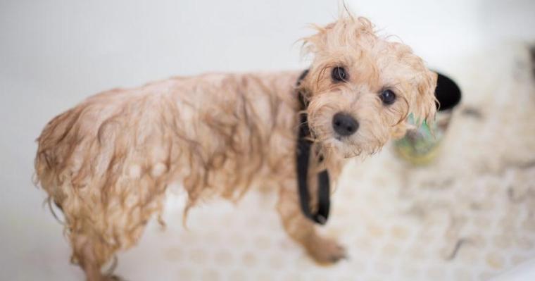 老犬でシャンプーができない時はどうする? お風呂に入れる頻度と注意点を解説