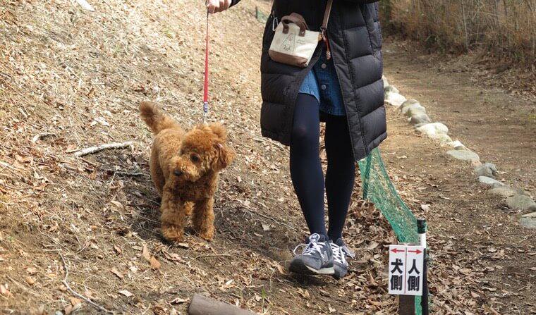 【今日のシロップ】那須の自然で都会のワンコが目覚める!? 「愛犬健康DAY」レポート