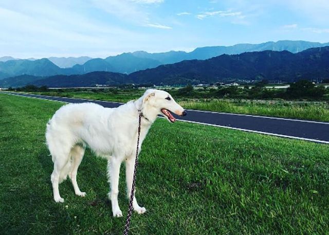 【トレーナー・獣医師監修】ボルゾイってどんな犬？性格・特徴・育て方・迎え方