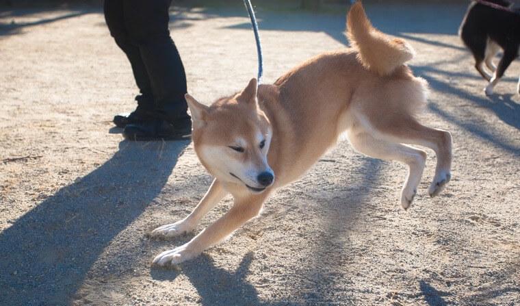 イタリア発の画期的なトレーニング!? 犬に自分の真似をさせる「Do as I Do」とは