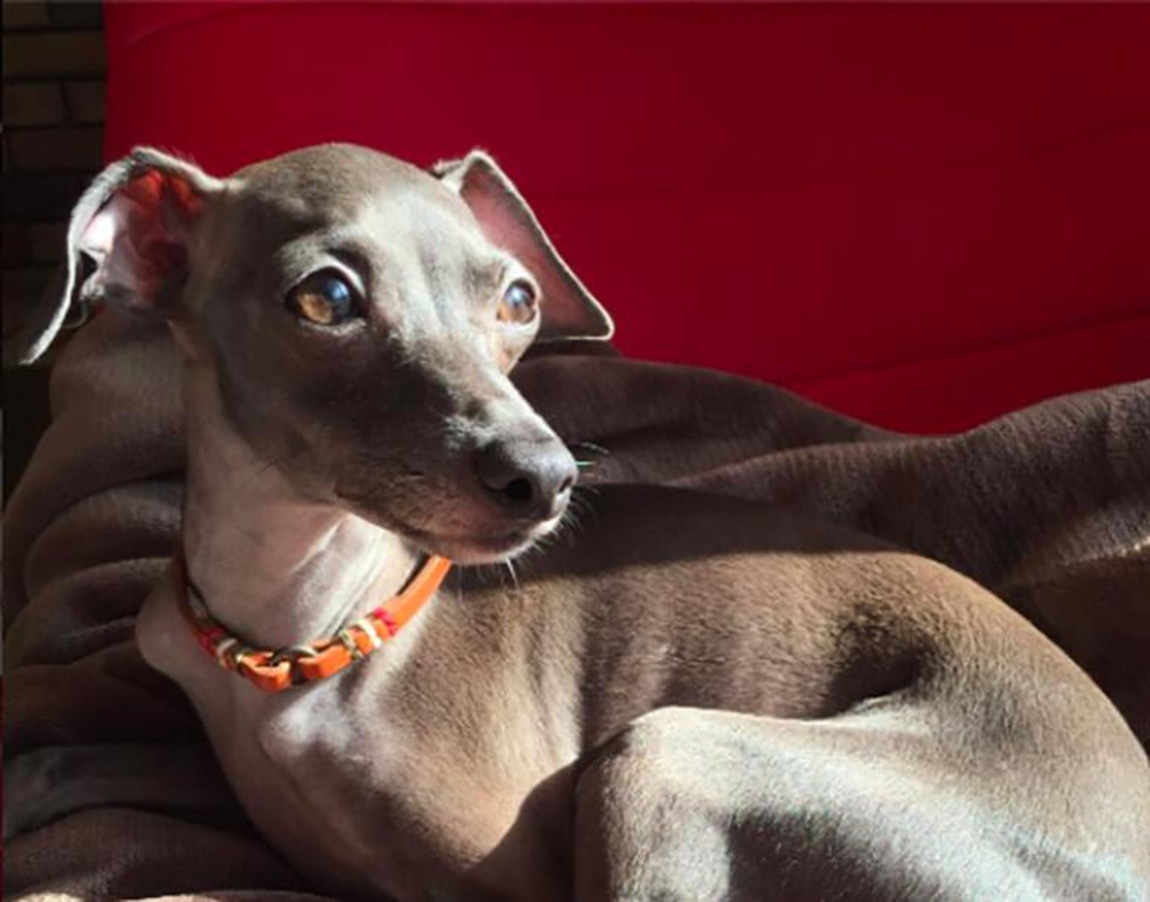 【トレーナー・獣医師監修】イタリアングレーハウンドってどんな犬？性格・特徴・育て方・迎え方