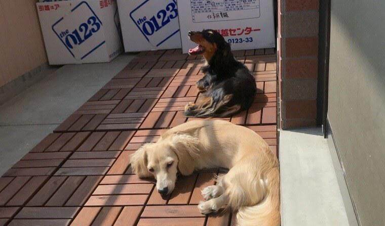犬との引っ越し体験レポート 事前準備や注意点、ストレス軽減のポイントを紹介