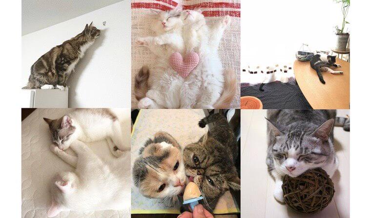 【ペトこと編集部厳選!】“今週の猫のいる生活” Vol.12