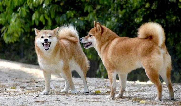 狂犬病で注意すべきは犬だけではない!? 清浄地域から外れた台湾の調査報告を紹介