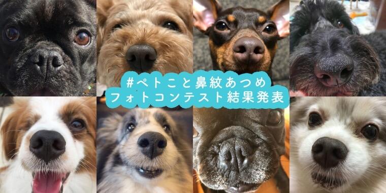 豪華賞品は誰の鼻に!? ペトこと犬部「鼻紋あつめ」フォトコンテスト結果発表