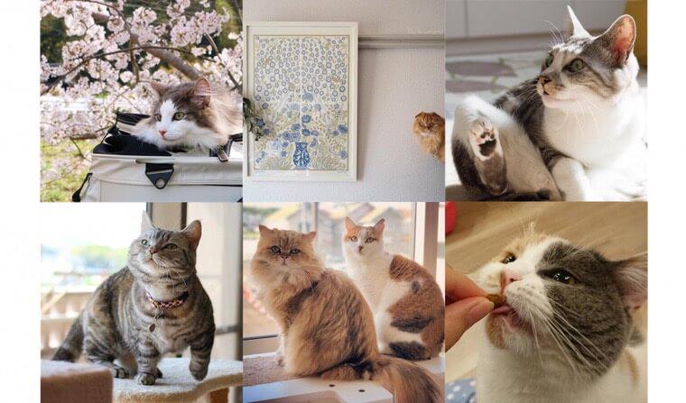 【ペトこと編集部厳選!】“今週の猫のいる生活” Vol.5