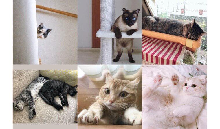 【ペトこと編集部厳選!】“今週の猫のいる生活” Vol.8