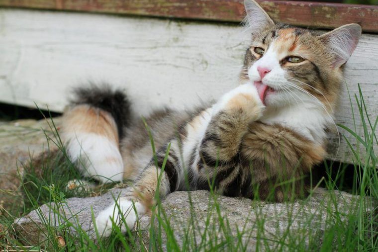 前足を舐めて毛づくろいをする猫
