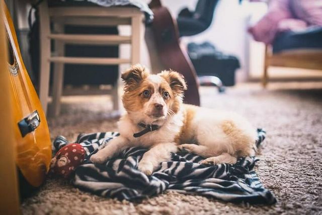 【トレーナー解説】保護犬のしつけは難しい？保護犬のしつけ方と注意点を紹介
