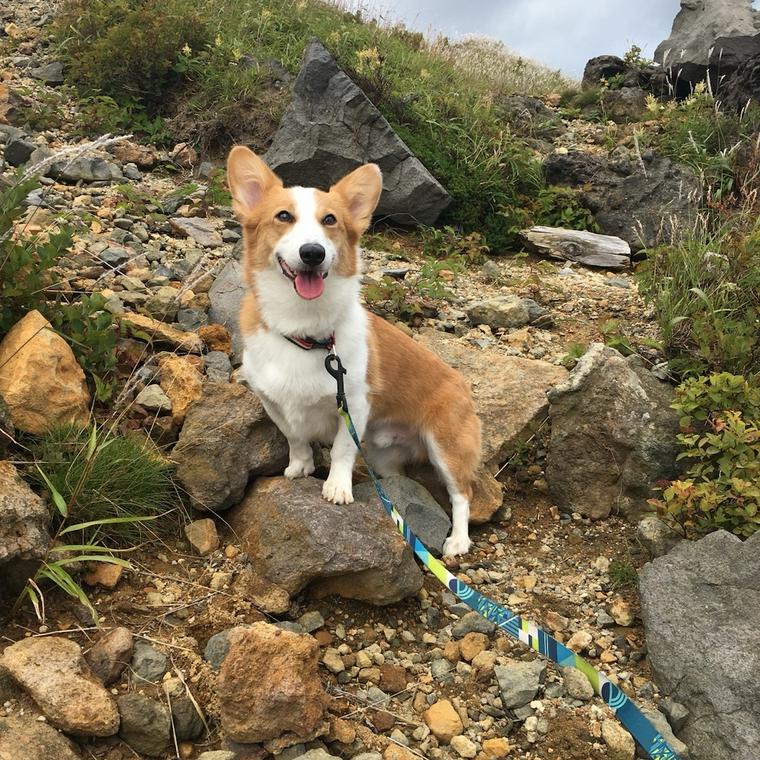 登山道を飼い主と歩く犬