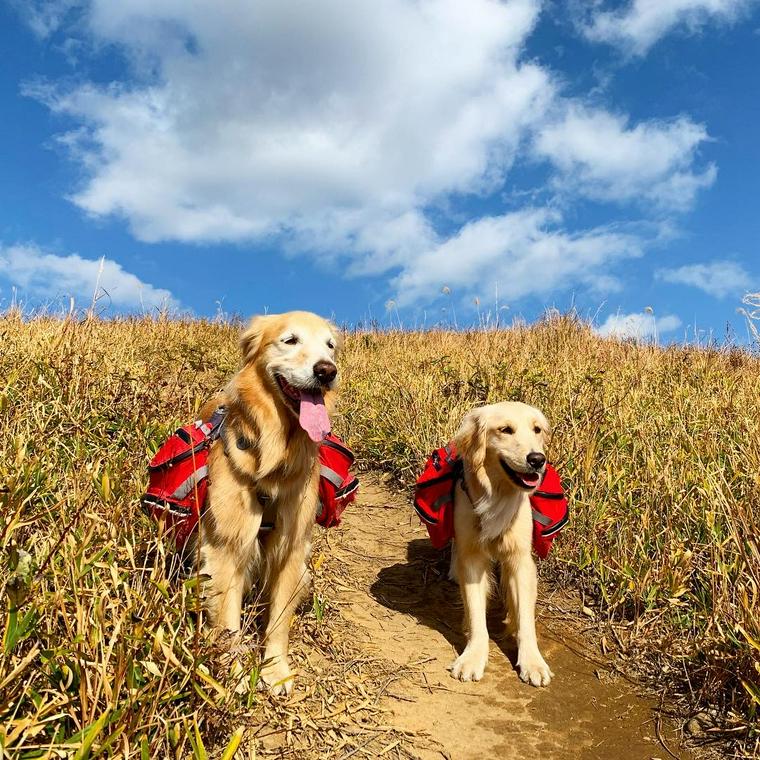 山道をリードをつけて歩く犬