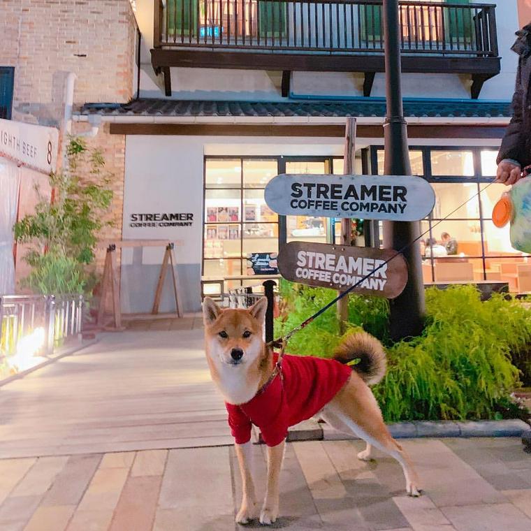 神戸のドッグカフェ 犬同伴可レストランおすすめ9選 おしゃれな人気店を紹介 ペトコト