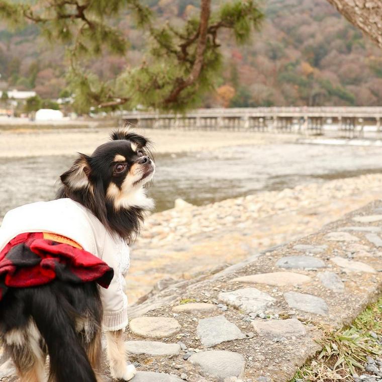 関西 愛犬とお出かけしよう ペット同伴可おすすめスポット26選 ペトコト
