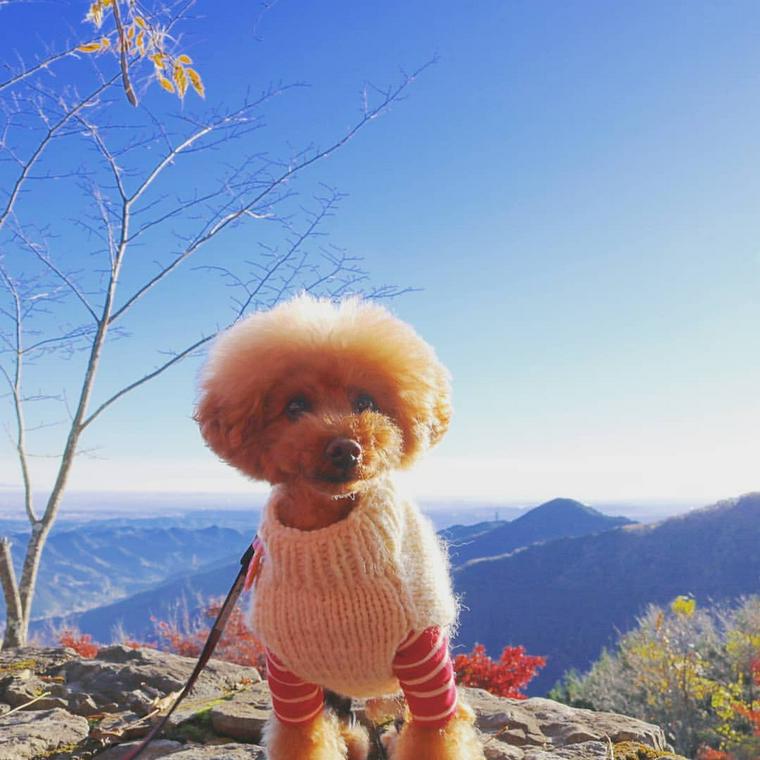 御岳山のケーブルカー乗り場にいる犬