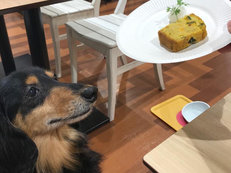川崎のドッグカフェおすすめ6選 看板犬と触れ合えるお店も紹介 ペトコト