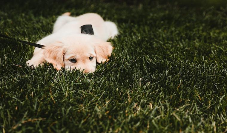 犬が病院を嫌がる理由とは 動物病院へスムーズに連れて行くための方法【獣医師監修】