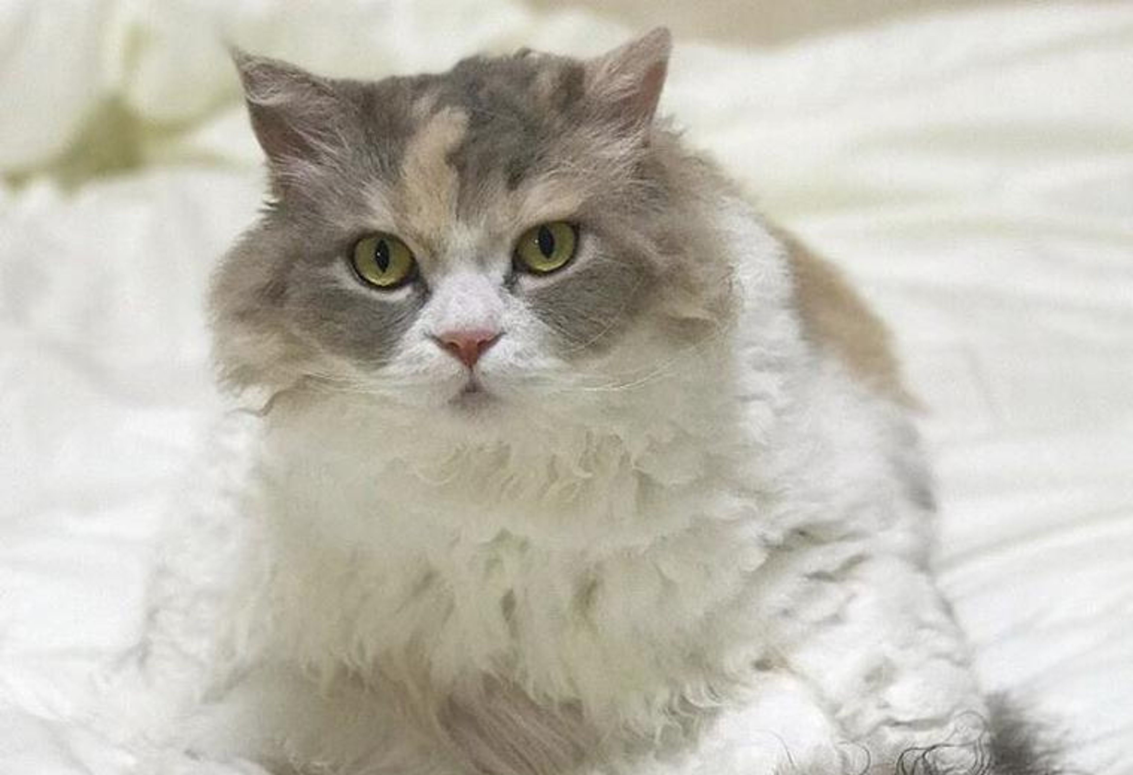 【獣医師監修】セルカークレックスってどんな猫？性格・体重・寿命の特徴・迎え方