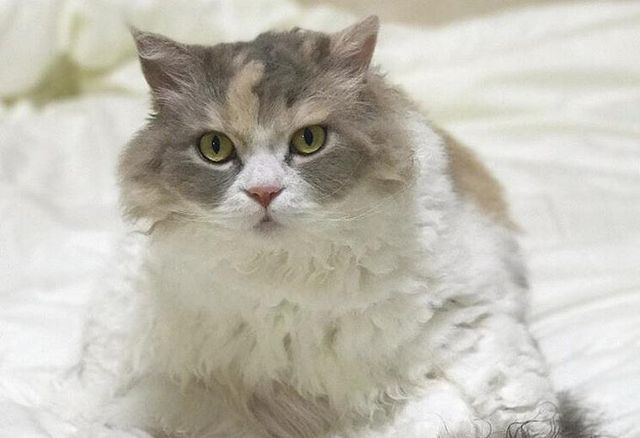 【獣医師監修】セルカークレックスってどんな猫？性格・体重・寿命の特徴・迎え方