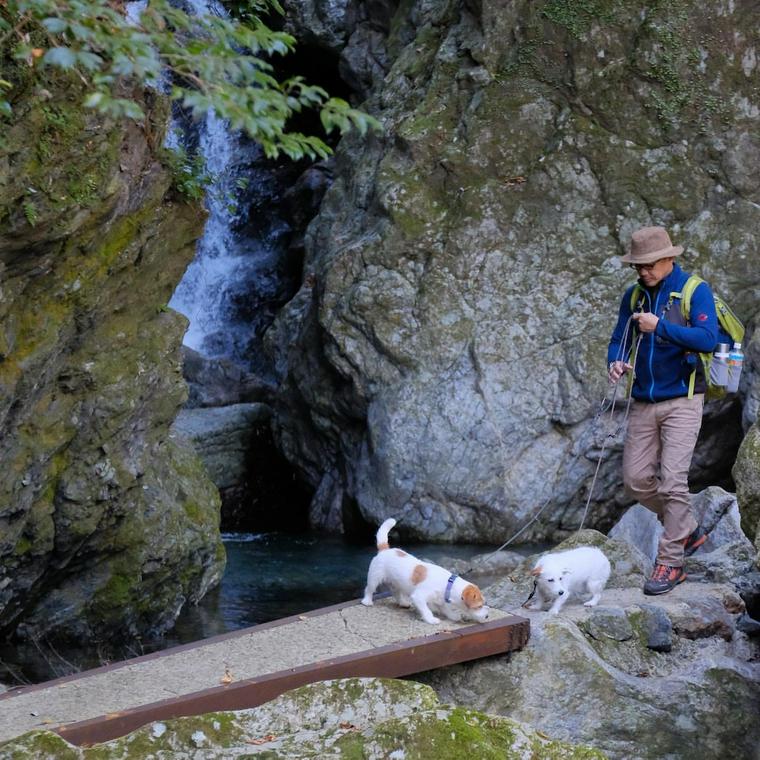 山の中を歩く犬