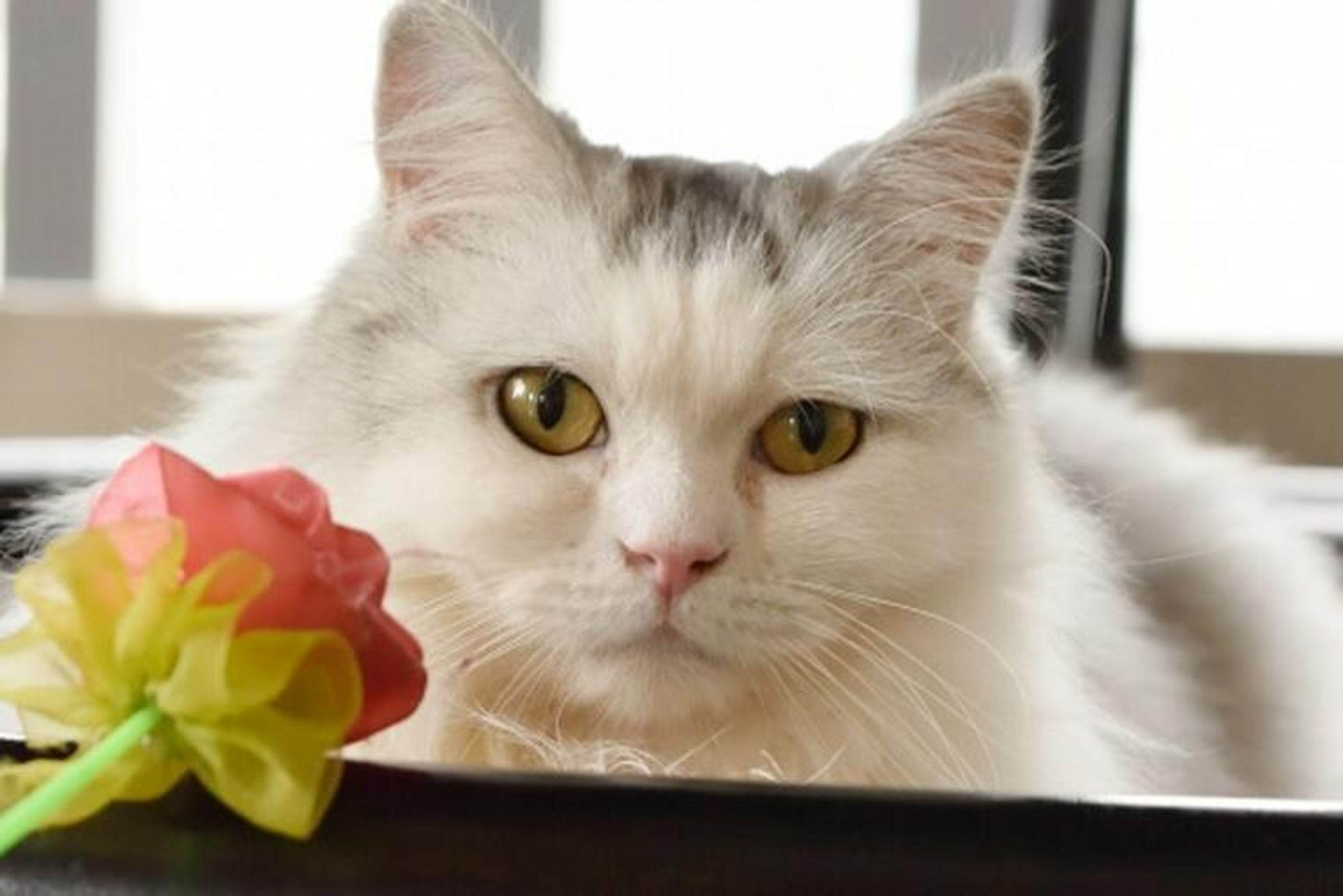 【獣医師監修】ラガマフィンってどんな猫？性格・体重・寿命の特徴・迎え方