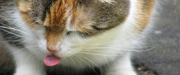 猫がご飯を食べにくそうにしている場合に考えられる原因と病気を獣医師が解説