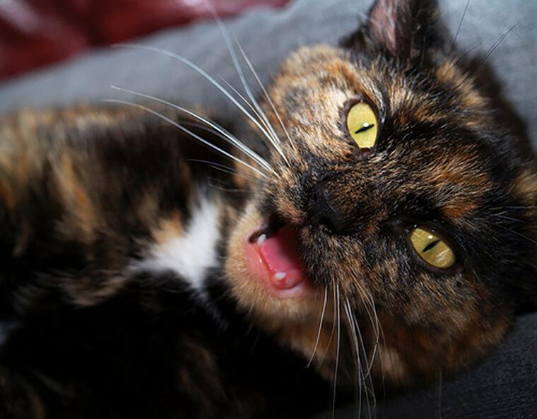猫の体を触ると怒る場合に考えられる原因と病気を獣医師が解説