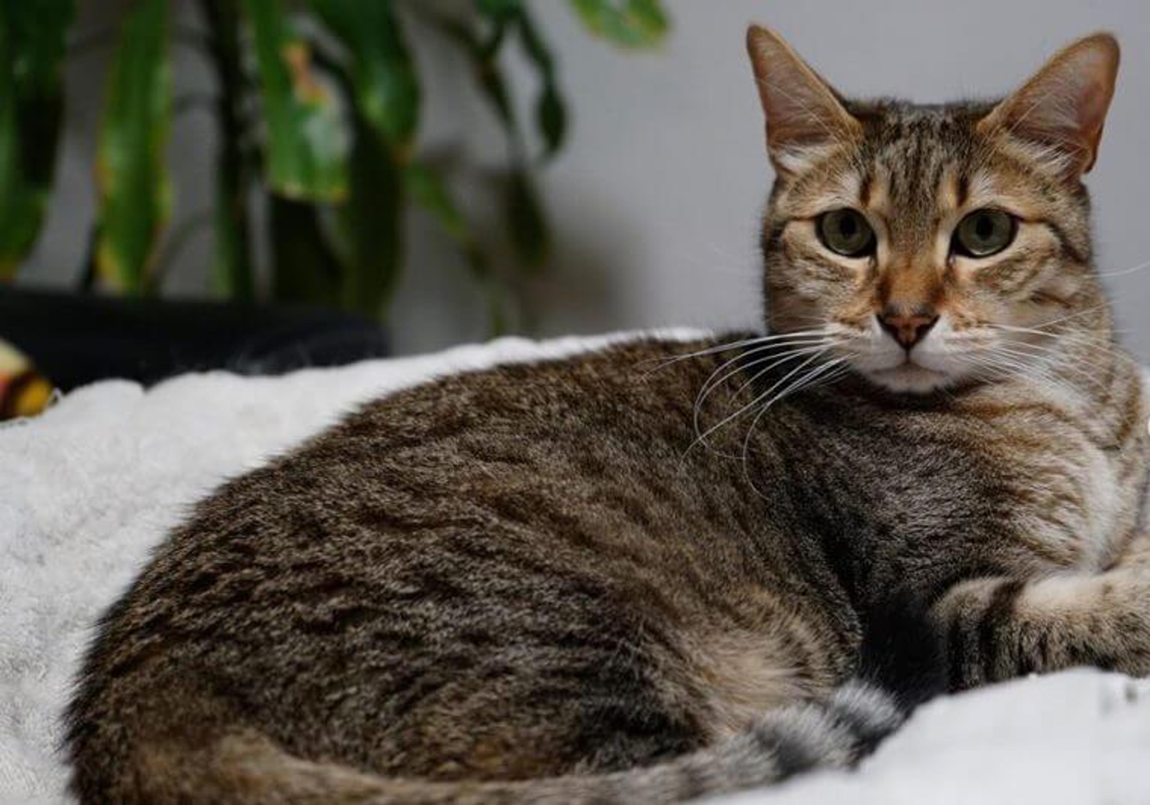 【獣医師監修】エジプシャンマウってどんな猫？性格・体重・寿命の特徴・迎え方